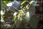 leaf and flower